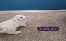 Bichon Frise dogs for sale: 3 Bichion frise girls for sale !! - Image 5