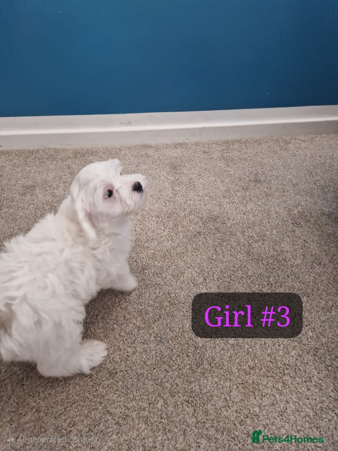 Bichon Frise dogs for sale: 3 Bichion frise girls for sale !! - Image 5