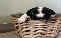 Sprocker dogs for sale: Sprockers  - Image 4