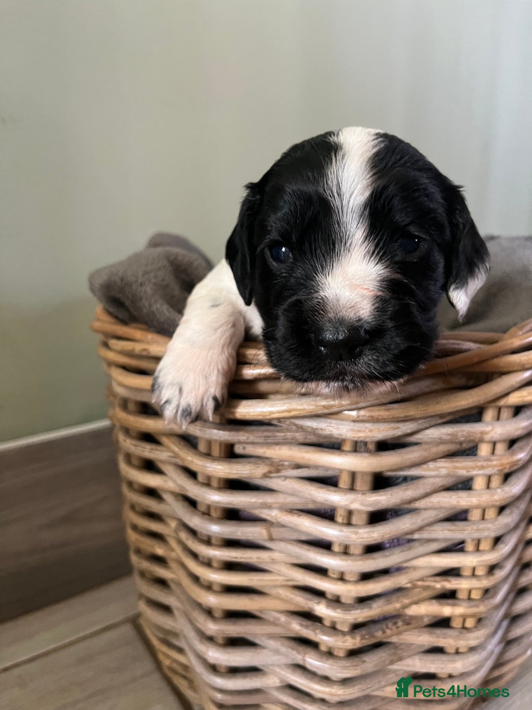 Sprocker dogs for sale: Sprockers  - Image 4