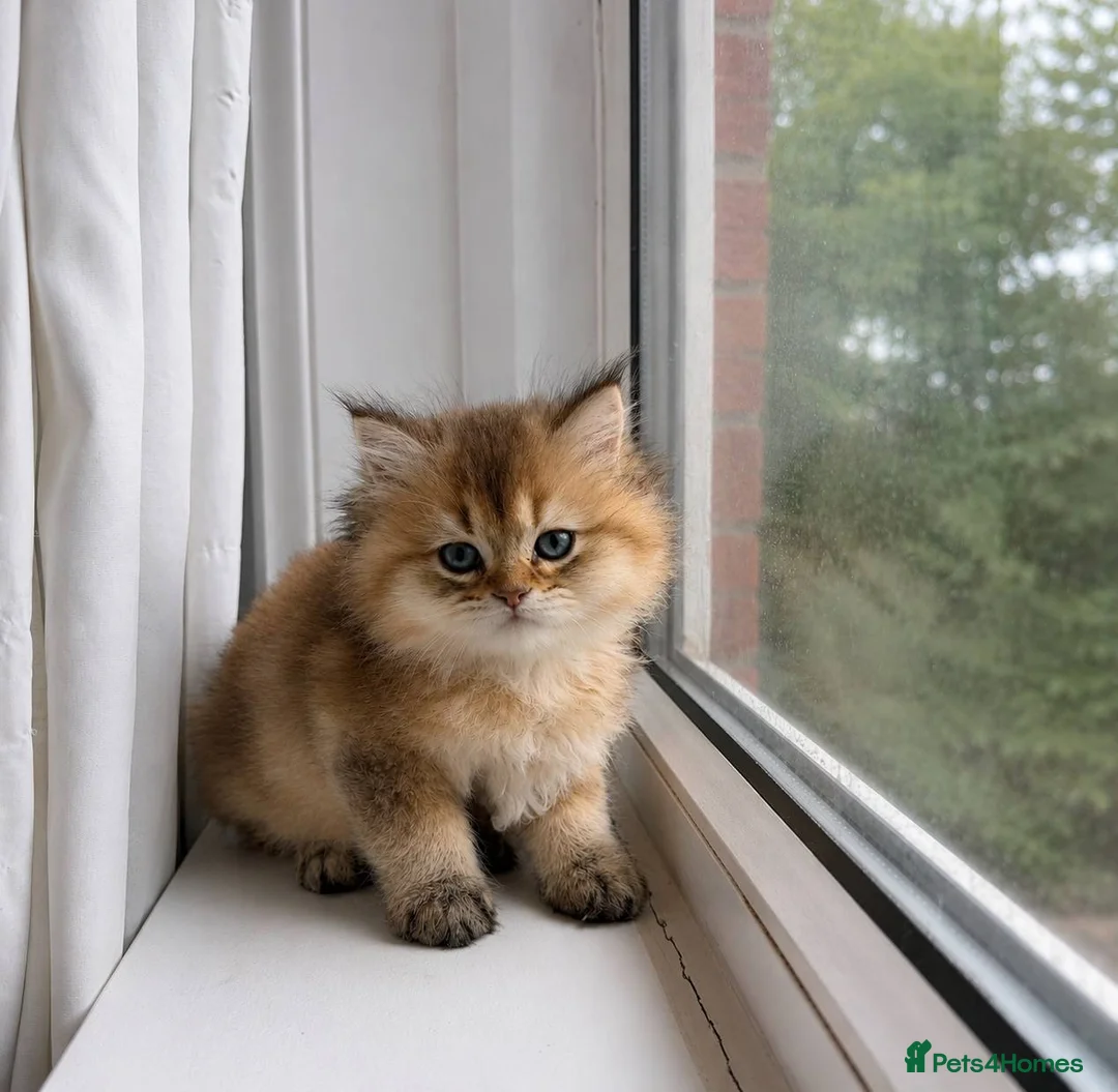 British Shorthair cats for sale:  Golden Shaded NY11 British Shorthair Longhair - Advert 17
