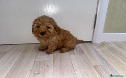 Poochon dogs for sale: Lovely poochon puppy’s for sale - Image 4