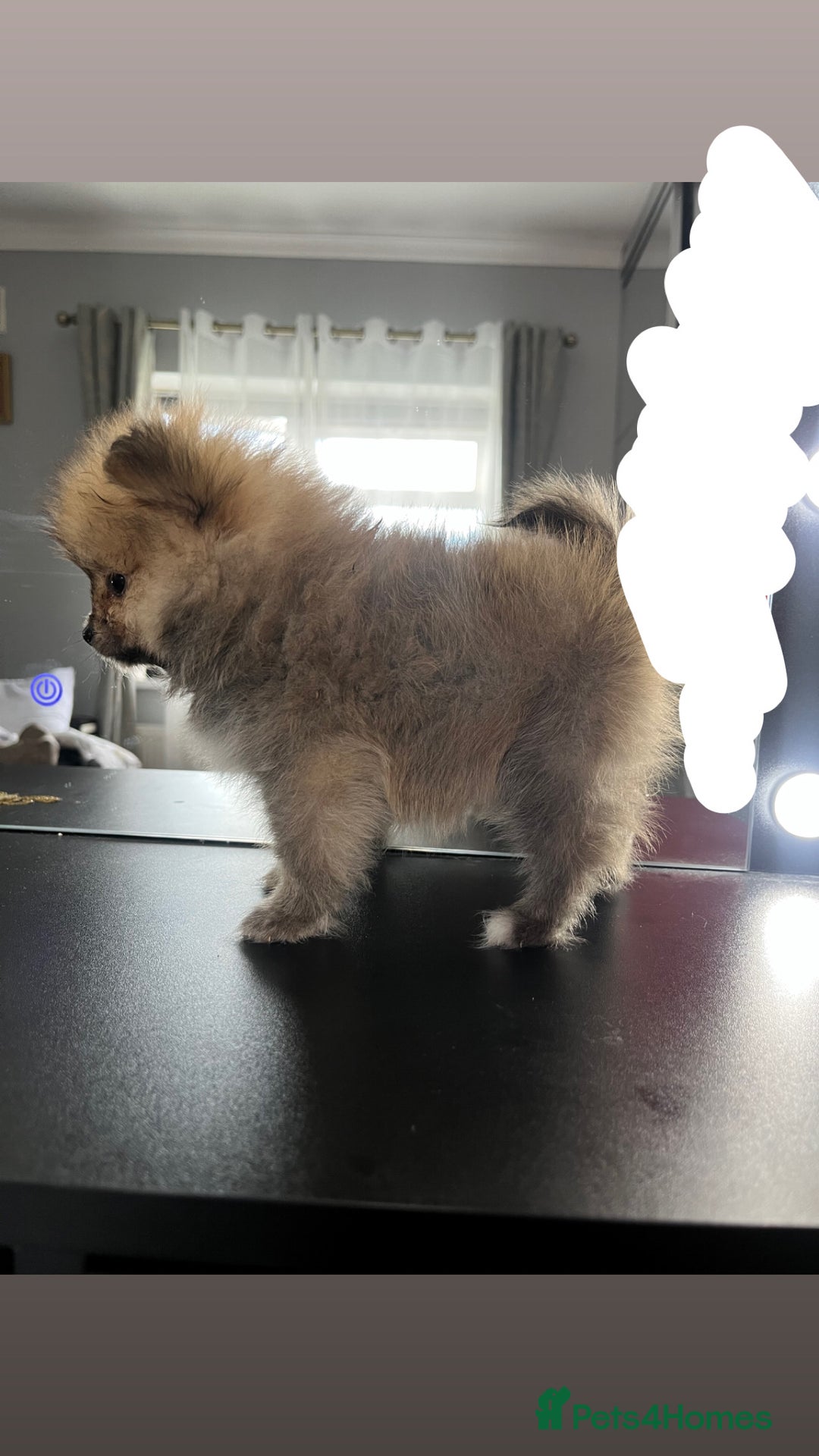 Pomeranian dogs for sale: 3 Stunning Poms - Image 12