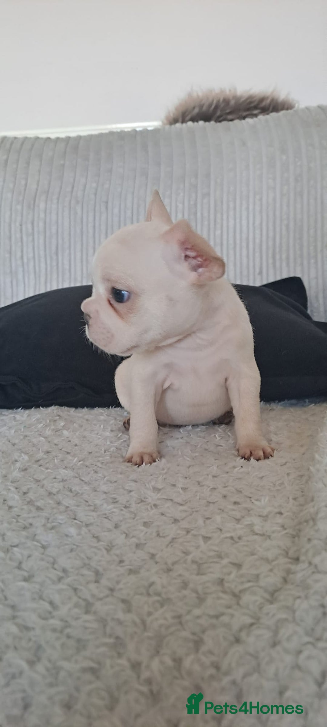 French Bulldog dogs for sale: Chunky french bulldog - Advert 16