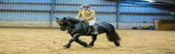 Fell horses for sale: Registered Fell Linnel Brackenbank Greenholme line in Rochdale - Advert 3