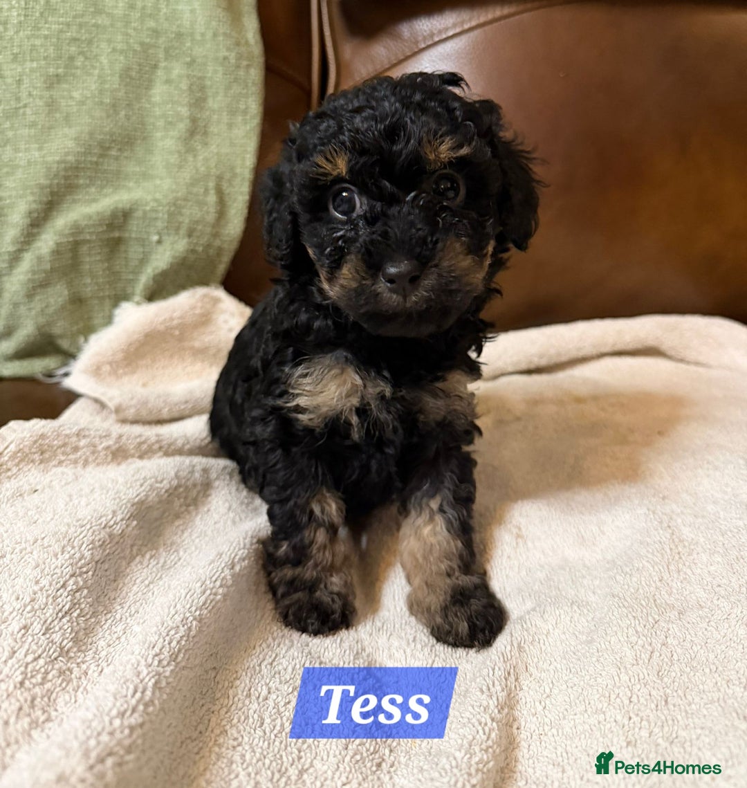 Maltipoo dogs for sale: Multipoo - Advert 15