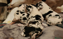 Great Dane dogs for sale: Blenheim Great Dane available - Image 4