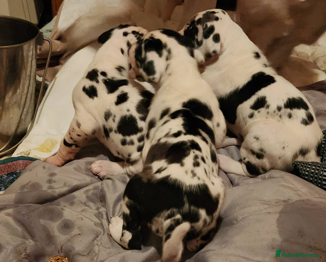 Great Dane dogs for sale: Blenheim Great Dane available - Image 4