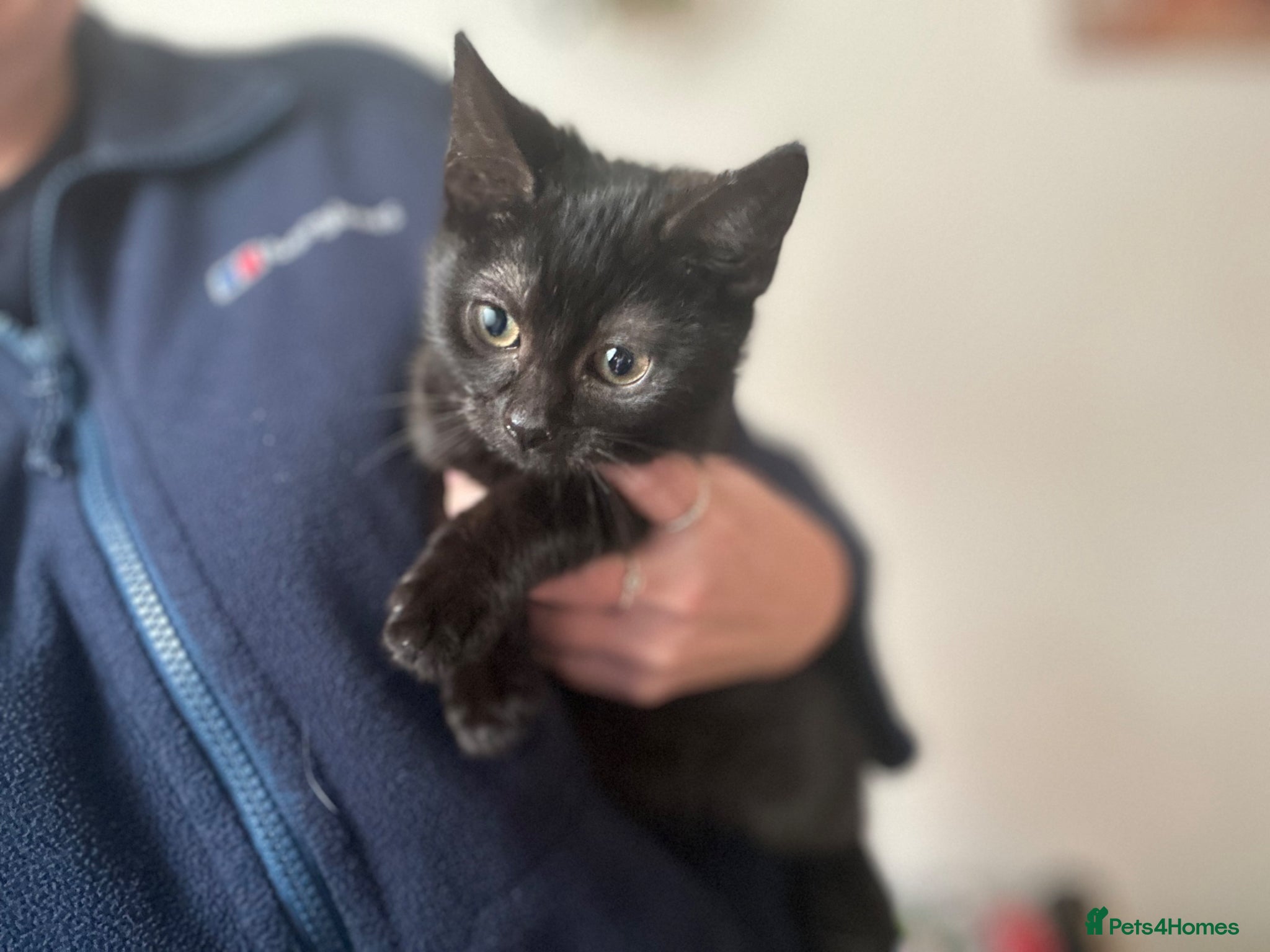 Mixed Breed cats for sale: Kitten for sale  - Advert 2