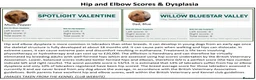 Labrador Retriever dogs for sale: Stunning Red Fox Labs : Health Checked-KC Reg-FTCH - Advert 20