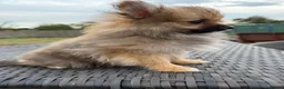 Pomeranian dogs for sale: Tiny Pom boy - Advert 4