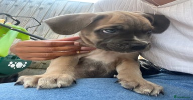 Cane Corso dogs - Advert 12