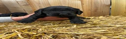 Cockalier dogs for sale: Cockalier puppy  - Advert 4