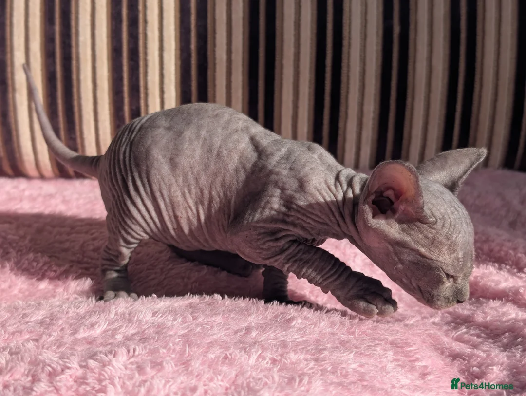 Sphynx cats for sale: Ready for reservation  - Advert 13