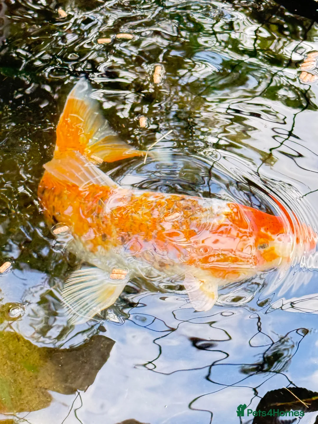 Koi Carp fish for sale: Koi Carp for Sale – Approx. 18 Inches in Crook - Advert 5