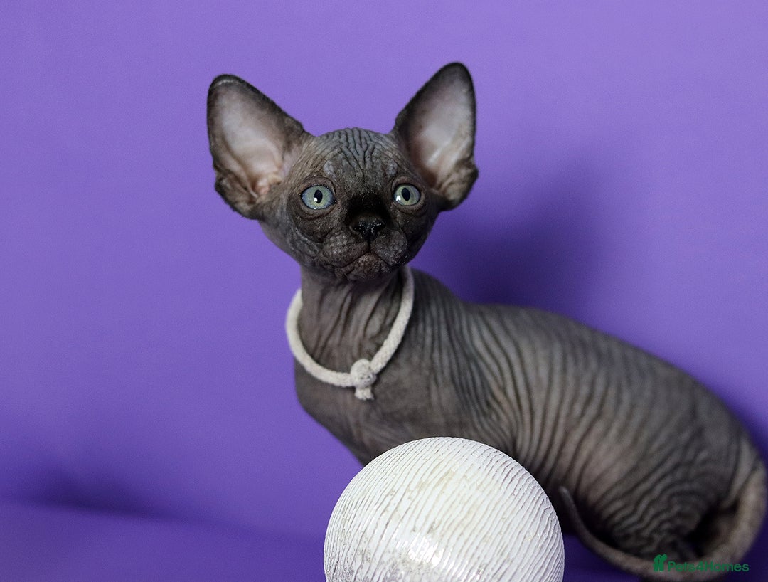 Sphynx cats for sale: Sphynx Black Solid Girls  - Advert 24