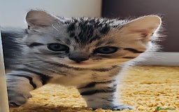 Scottish Fold cats for sale: ❤️Gorgeous Scottish Fold Straight ears kittens❤️ - Image 22