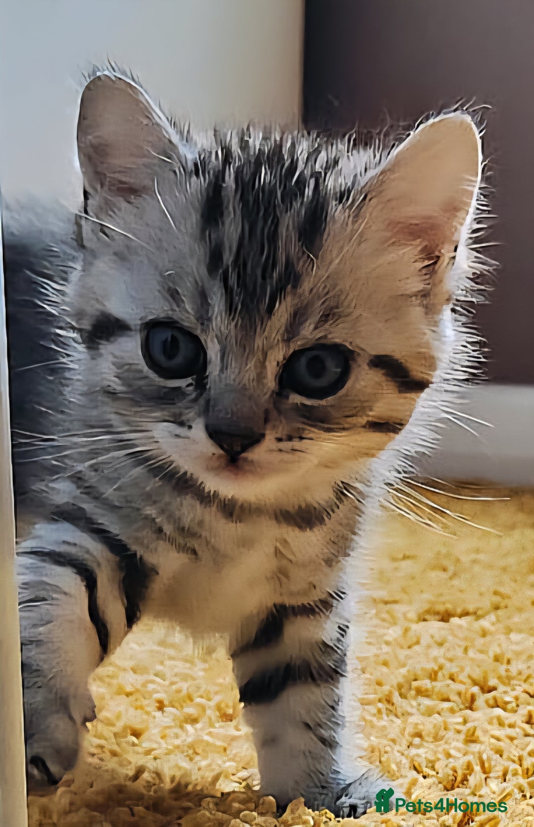 Scottish Fold cats for sale: ❤️Gorgeous Scottish Fold Straight ears kittens❤️ - Image 22