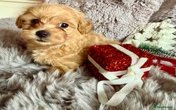 Maltipoo dogs for sale: F1 Beautiful Maltipool Puppies - Advert 26