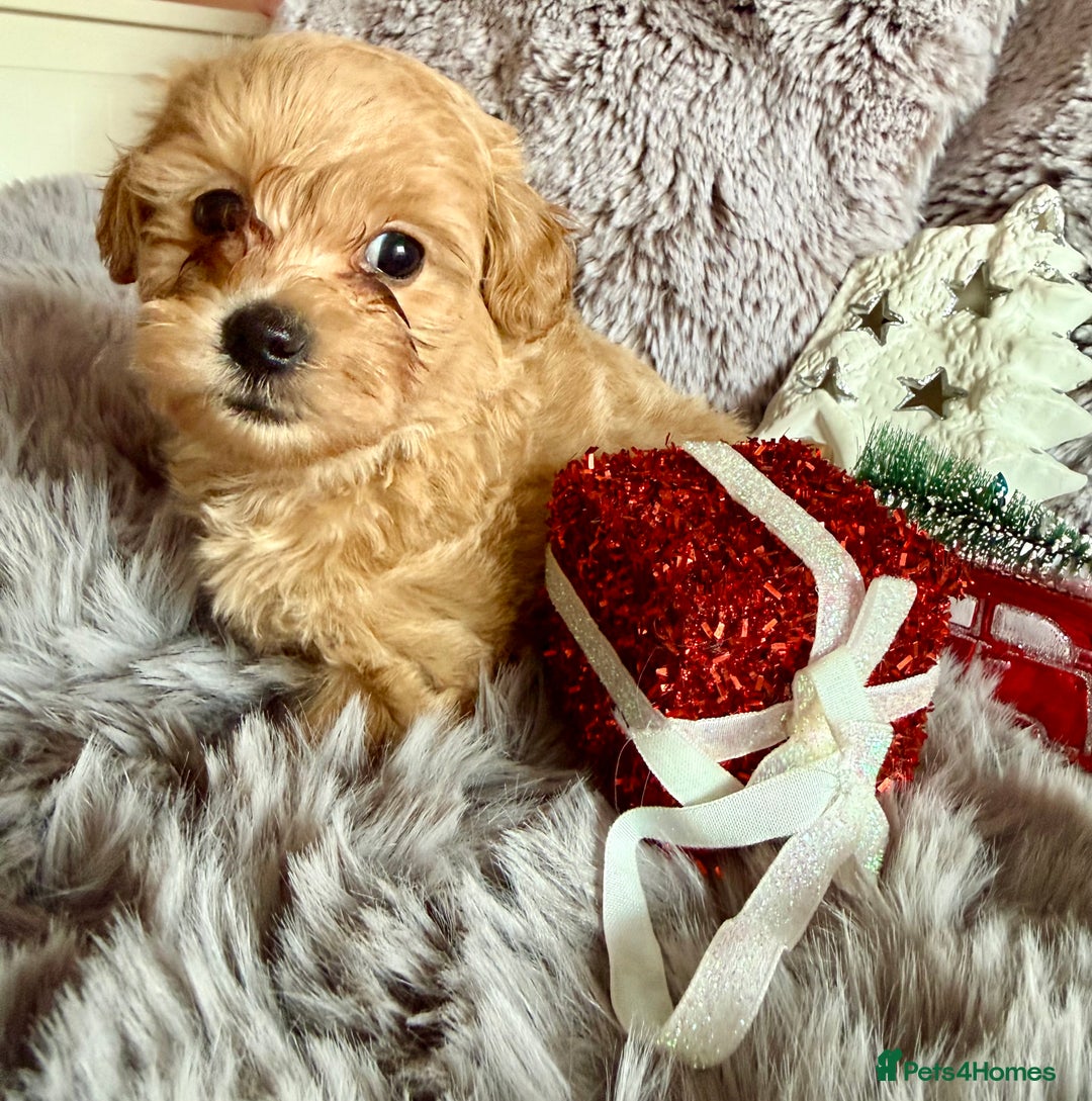Maltipoo dogs for sale: F1 Beautiful Maltipool Puppies - Advert 26