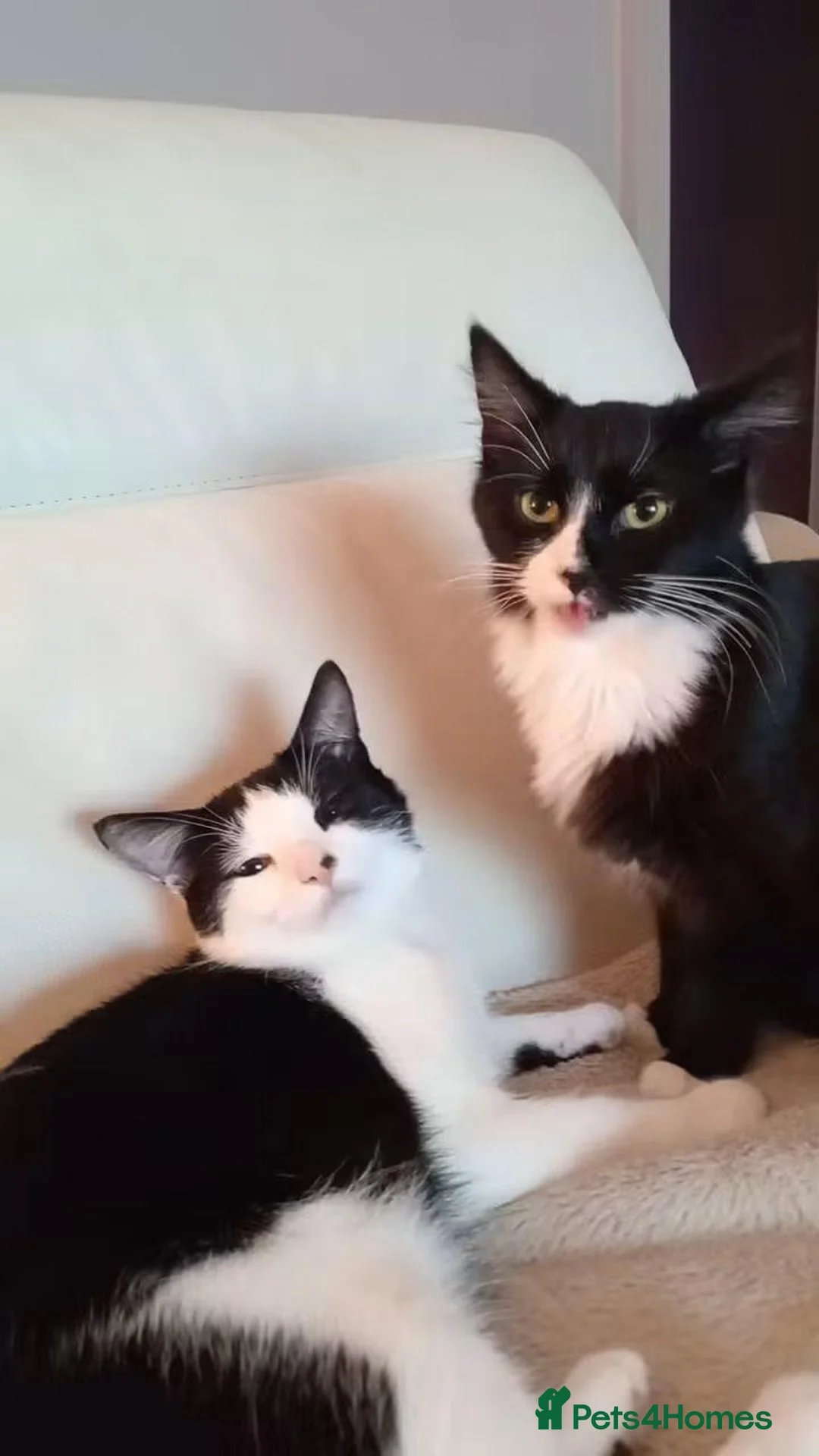 Mixed Breed cats for sale: 2 cats female and male in South Shields - Advert 1
