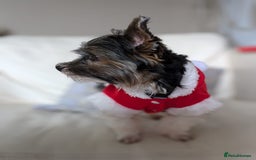 Biewer Terrier dogs for stud: Purebred Pedigree Biewer Terrier Proven Stud in Merthyr Tydfil - Image 29