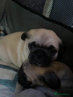 Pug dogs - Advert 4