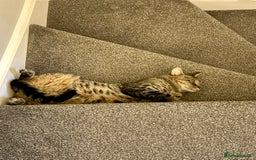 British Longhair cats for sale: FREE: re-home tortoise shell and tabby  - Image 9