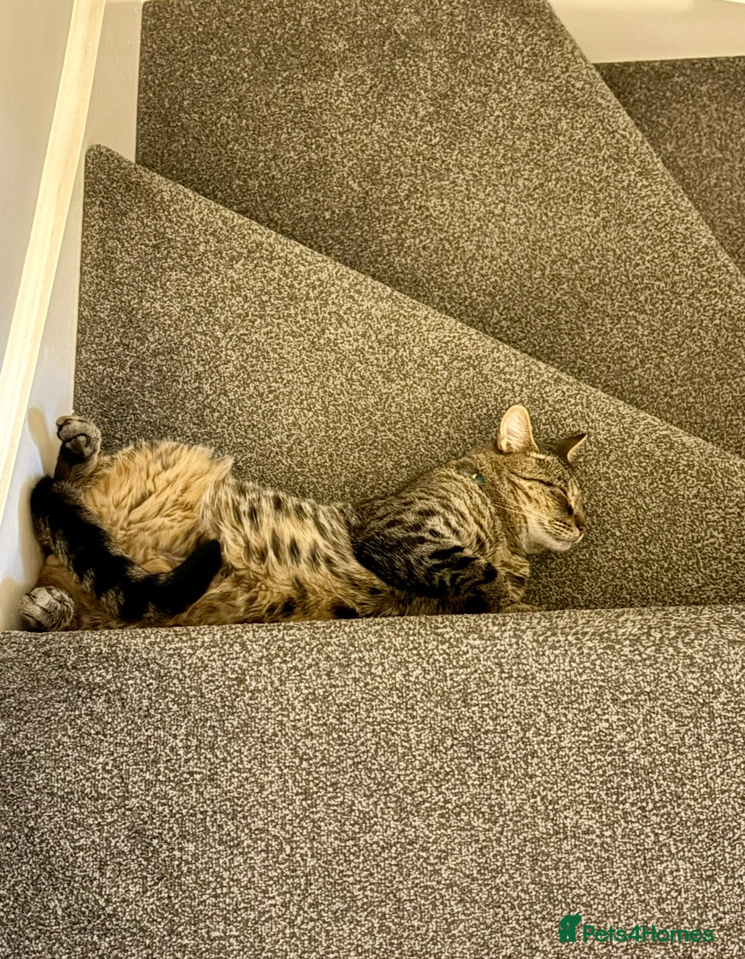 British Longhair cats for sale: FREE: re-home tortoise shell and tabby  - Image 9