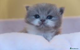 British Shorthair cats for sale: BSH/BLH Females TICA Reg  - Image 13