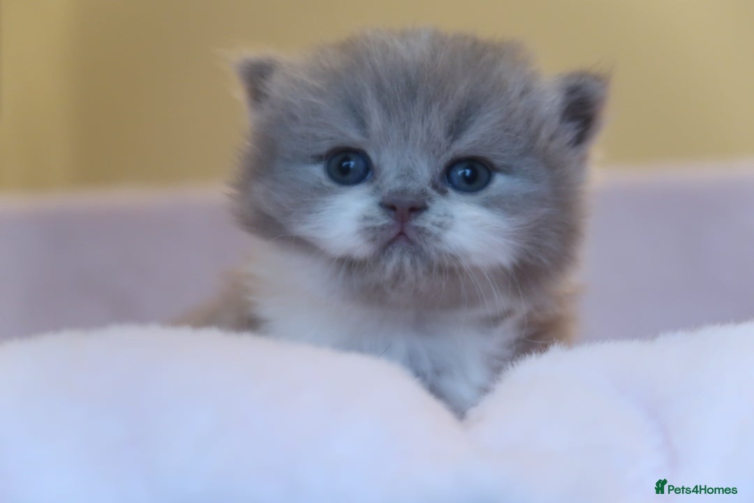 British Shorthair cats for sale: BSH/BLH Females TICA Reg  - Image 13