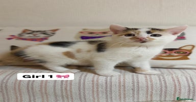 Mixed Breed cats - Advert 14