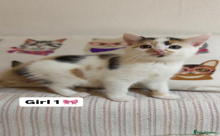 Mixed Breed cats - Advert 14