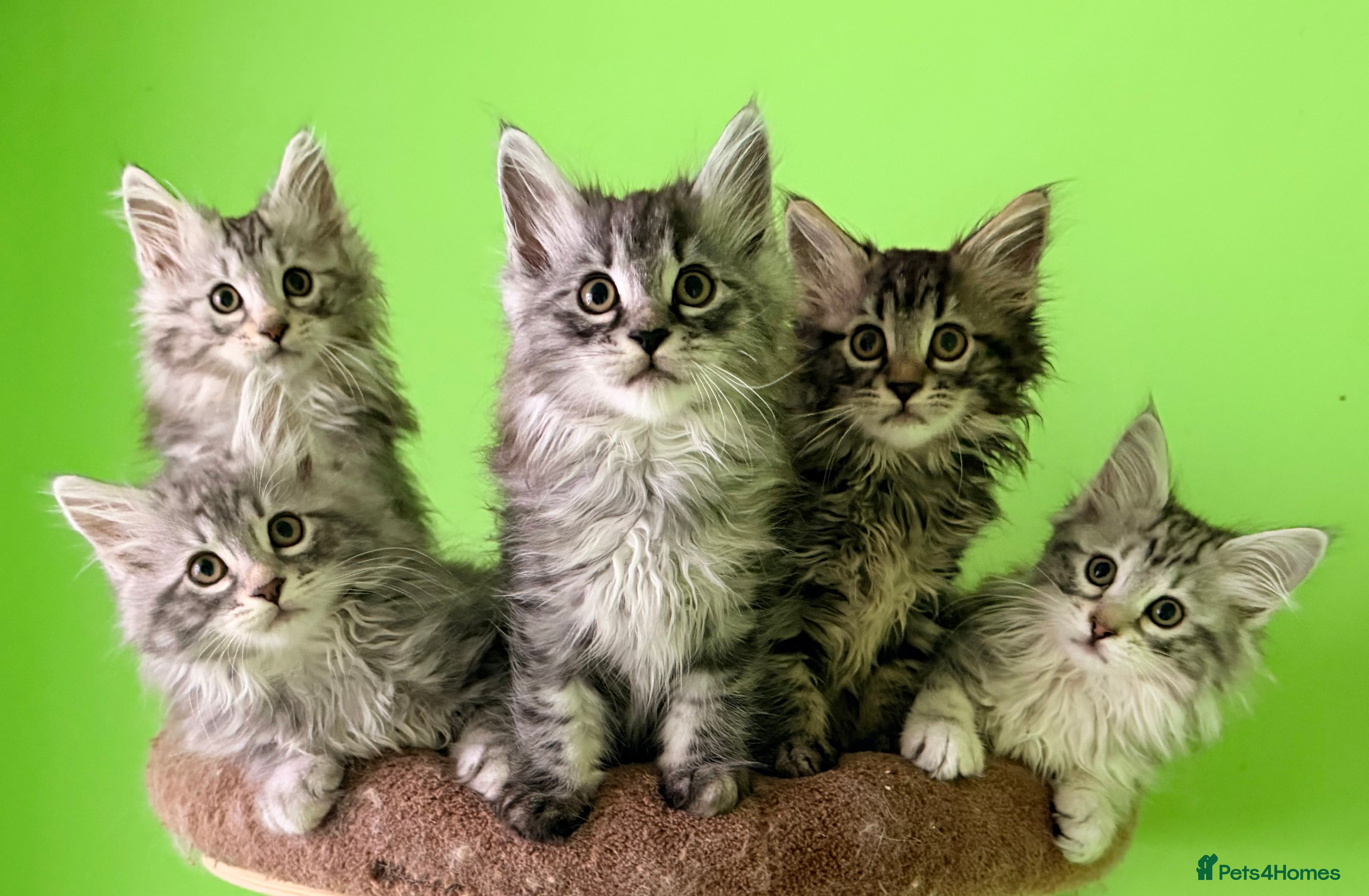 Kurilian Bobtail cats Rare pure breed Kurilian bobtail kittens available - Advert 6