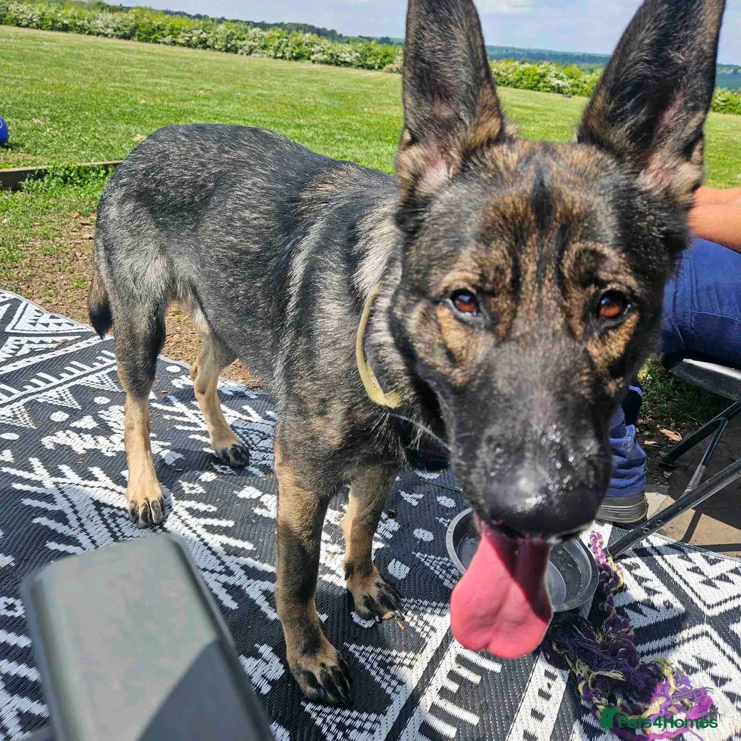 German Shepherd dogs for sale: German shepherd male - Advert 5