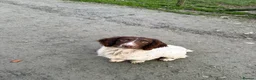 English Springer Spaniel dogs for sale: KC REG English Springer Spaniel - Advert 4