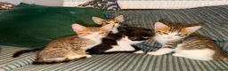 Bengal cats for sale:   😻  Adorable Bengal Mix Kittens 😸 - Advert 8