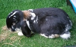 French Lop rabbits for sale: Adult Giant French Lop Buck - RETIREMENT HOME :)  - Image 5