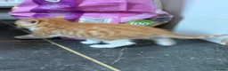Mixed Breed cats for sale: Cute mixed breed kittens  - Advert 6
