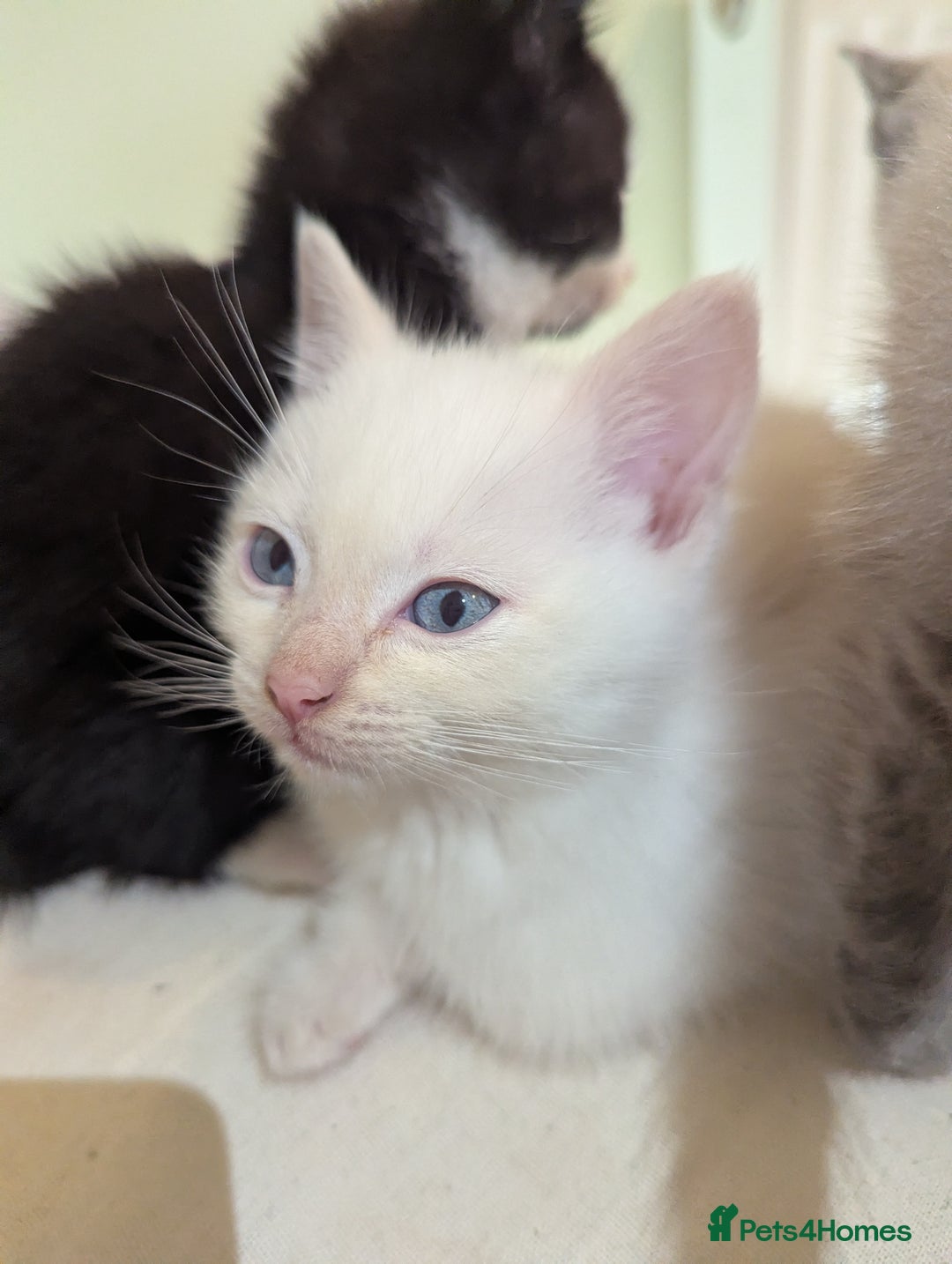 Siamese cats for sale: Flame point Siamese kitten male  - Advert 9