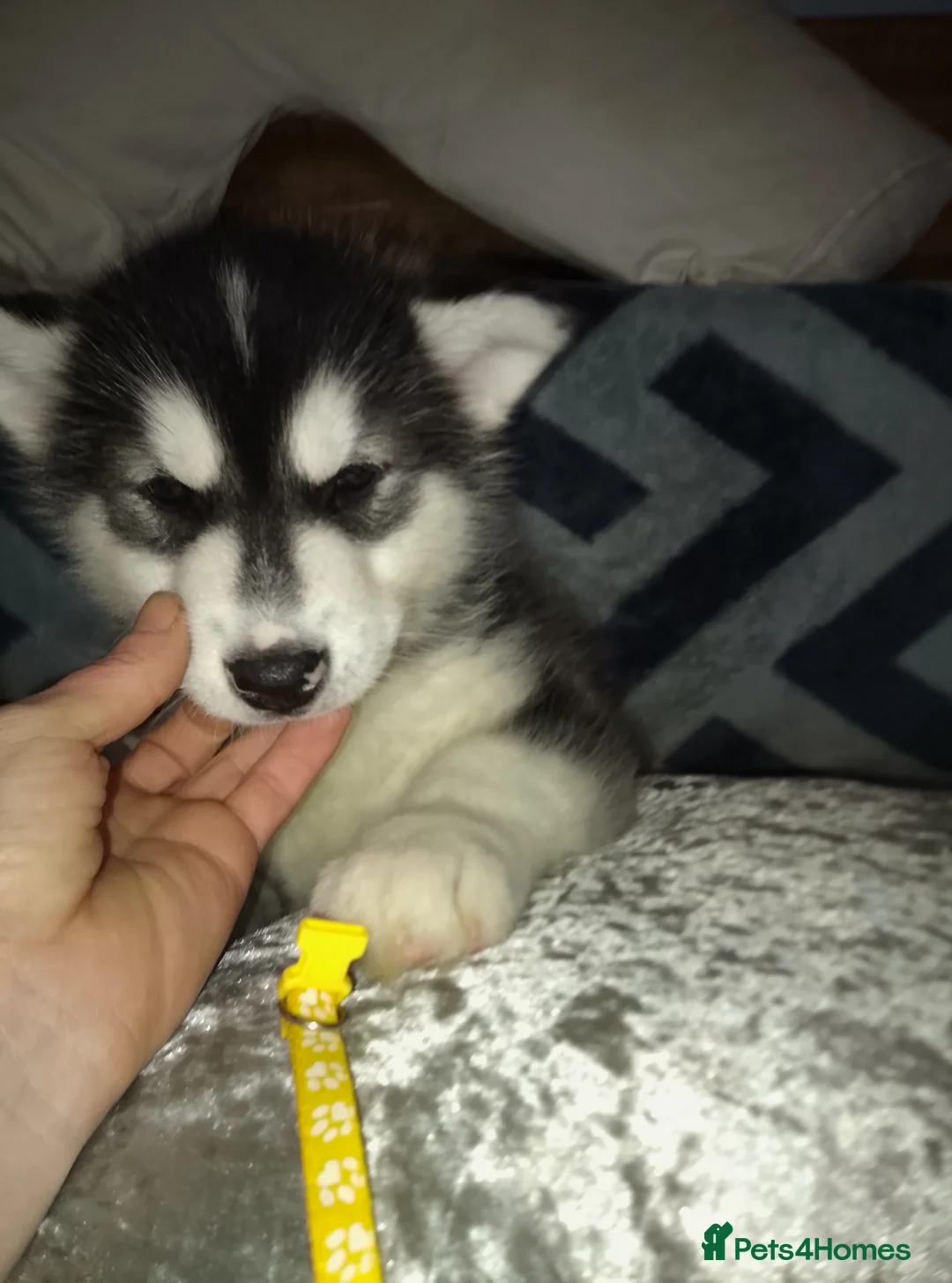 Alaskan Malamute dogs for sale: Alaskan malamute puppies  - Advert 7