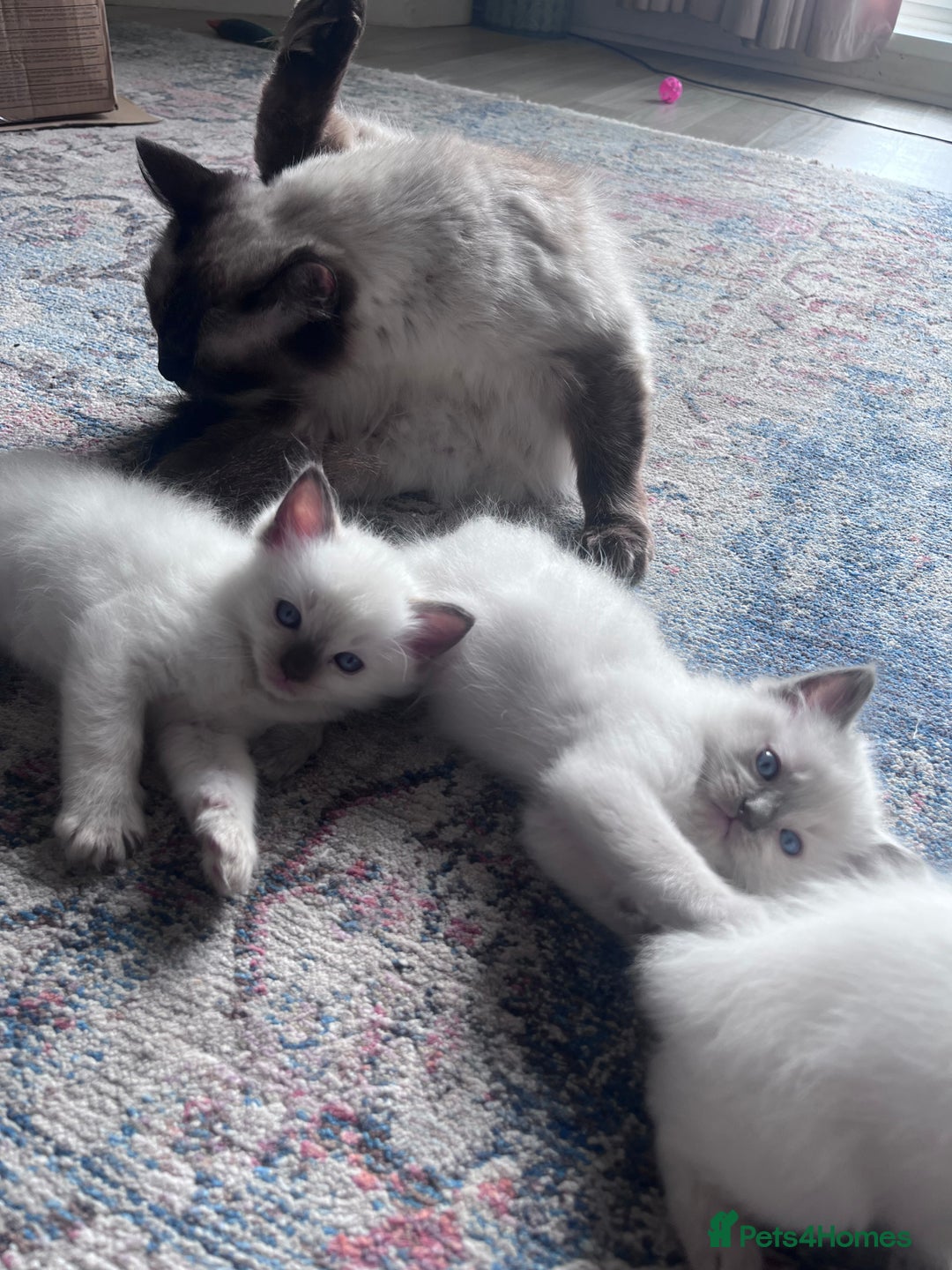 Ragdoll cats for sale: Pure breed ragdolls - Image 10