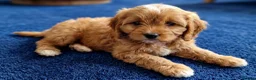 Cavapoo dogs for sale: Cavapoo Puppies looking for their forever homes - Advert 13