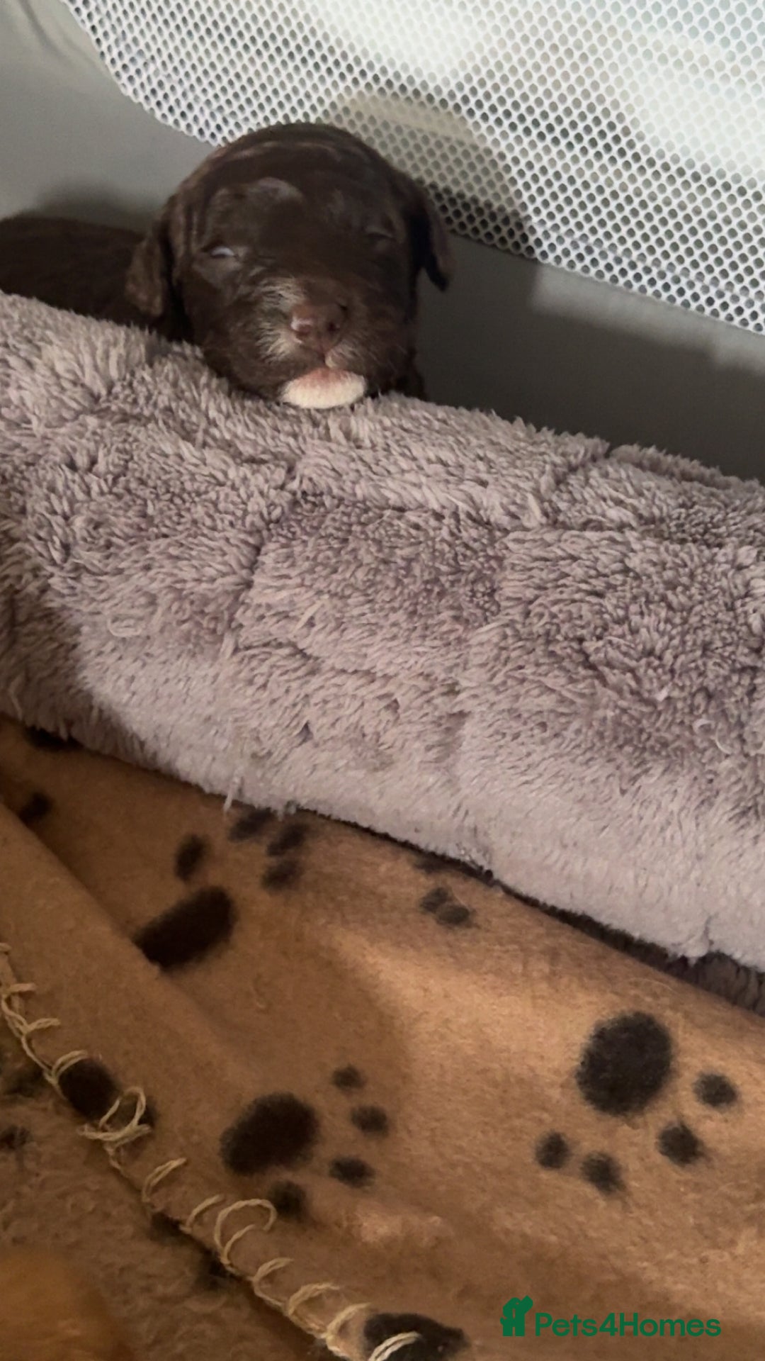 Mixed Breed dogs for sale: Litter off 8 girls f2 cockapoos  - Image 13