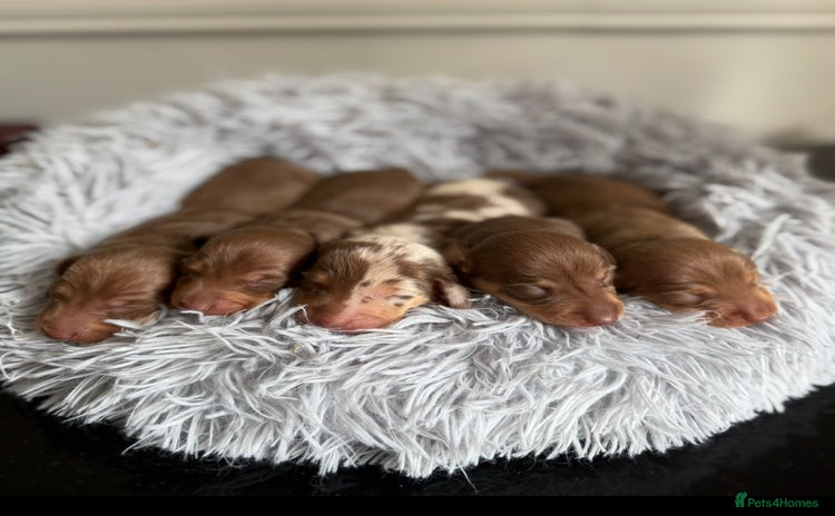 Miniature Dachshund dogs - Advert 1