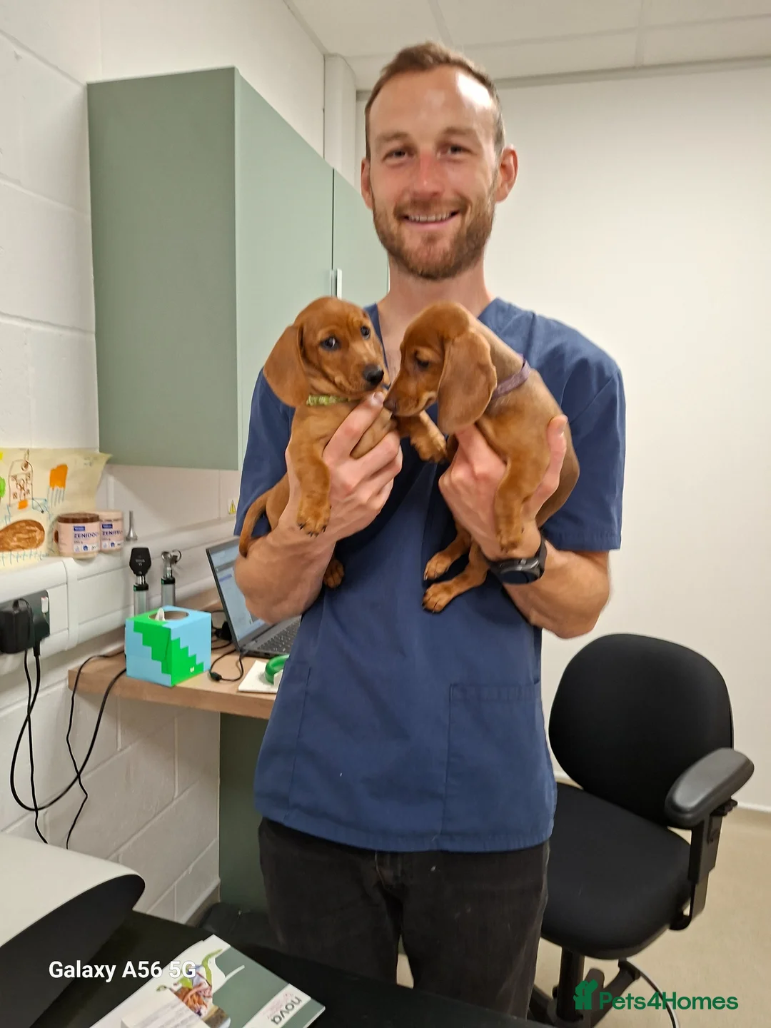 Miniature Dachshund dogs for sale: Gorgeous  dapple miniature dachshund boy  - Advert 2