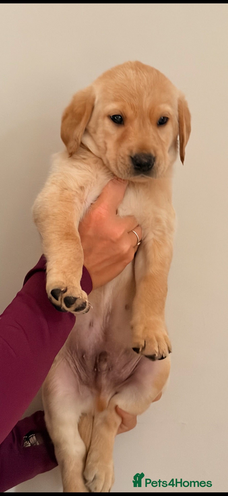 Labrador Retriever dogs Gorgeous kc registered Labrador puppies - Advert 13