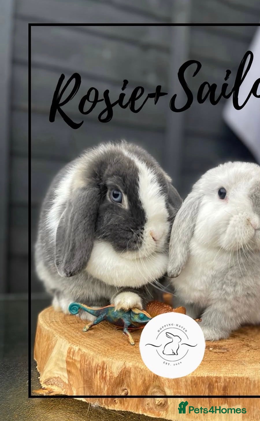 Mini Lop rabbits Mini lop buns looking for homes Adults £20 - Advert 2