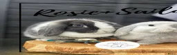 Mini Lop rabbits for sale: Mini lop buns looking for homes - Advert 9