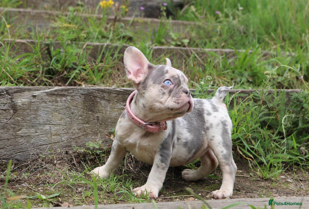 French Bulldog dogs for sale: Stunning blue & lilac merle READY for new homes 🏡 - Image 11